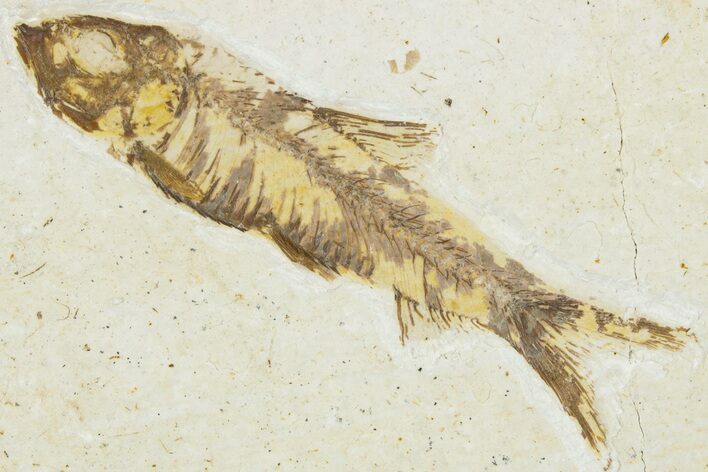 Fossil Fish (Knightia) - Wyoming #295655